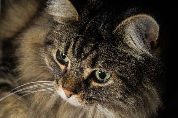 Ear-Health Norwegian Forest Cat close up to Eyes