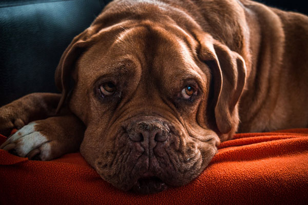 Geriatrics Bordeaux Old Dog sitting on the couch