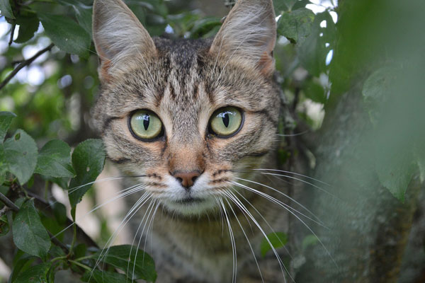 Microchip-Pet-ID Cat on Tree looking towards camera