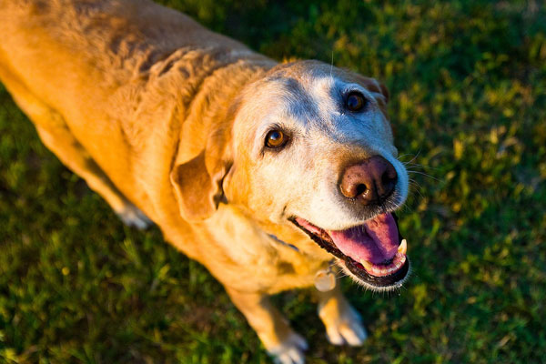 Pain-Management-&-Control Old Yellow Labrador in the garden Summer