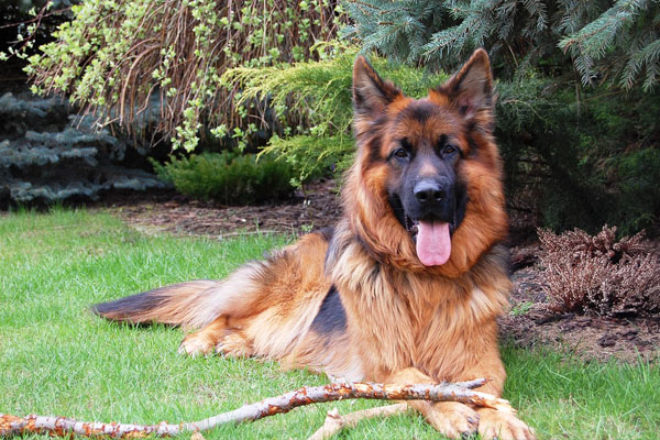 Radiology-&-Imaging German Shepherd Long-Haired sitting Grass
