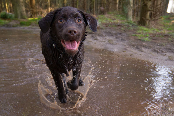 Ultrasound-&-Cardiology Puppy Cute Labrador wet running in water