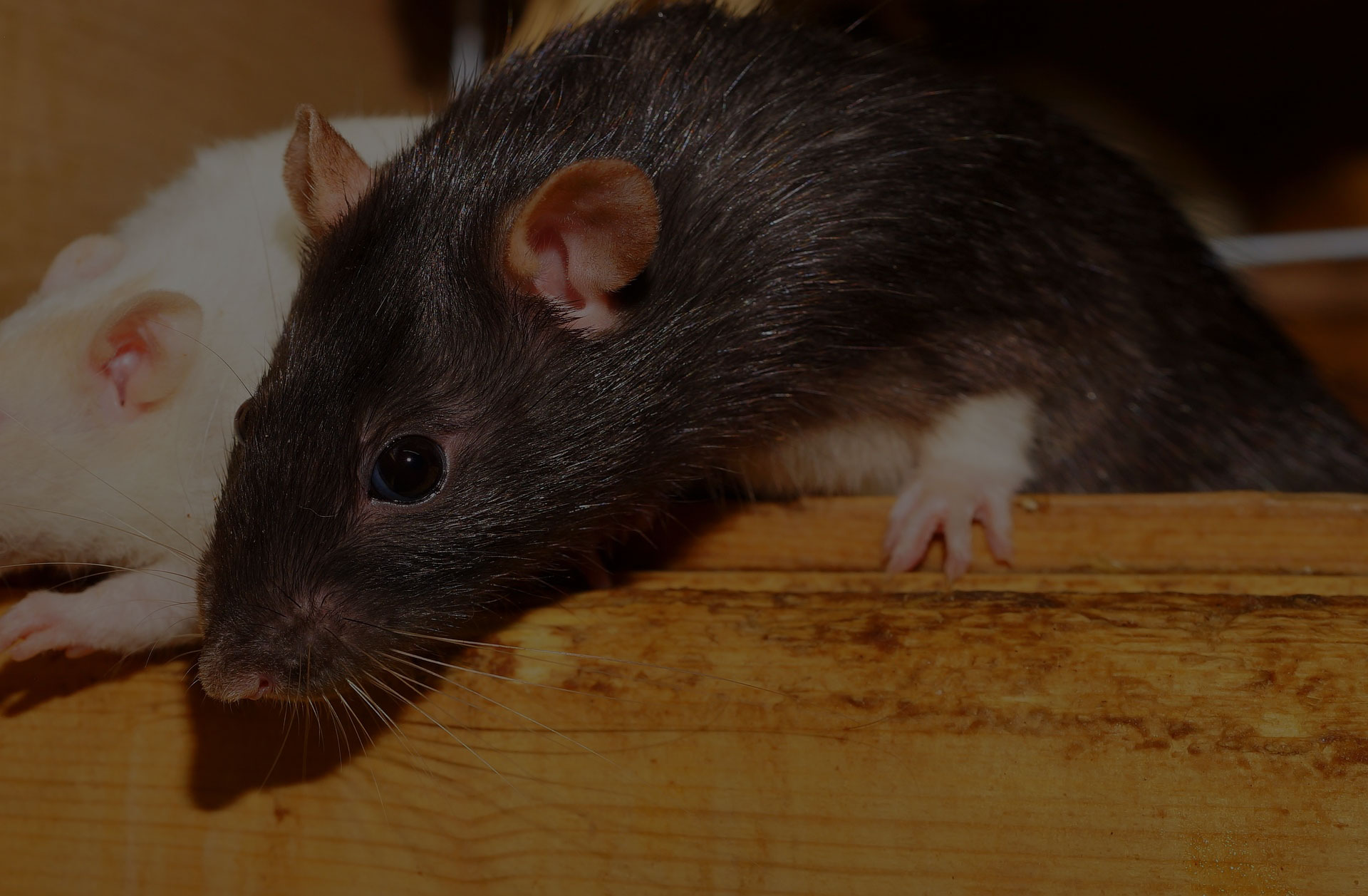 Close Up of the white and black rats