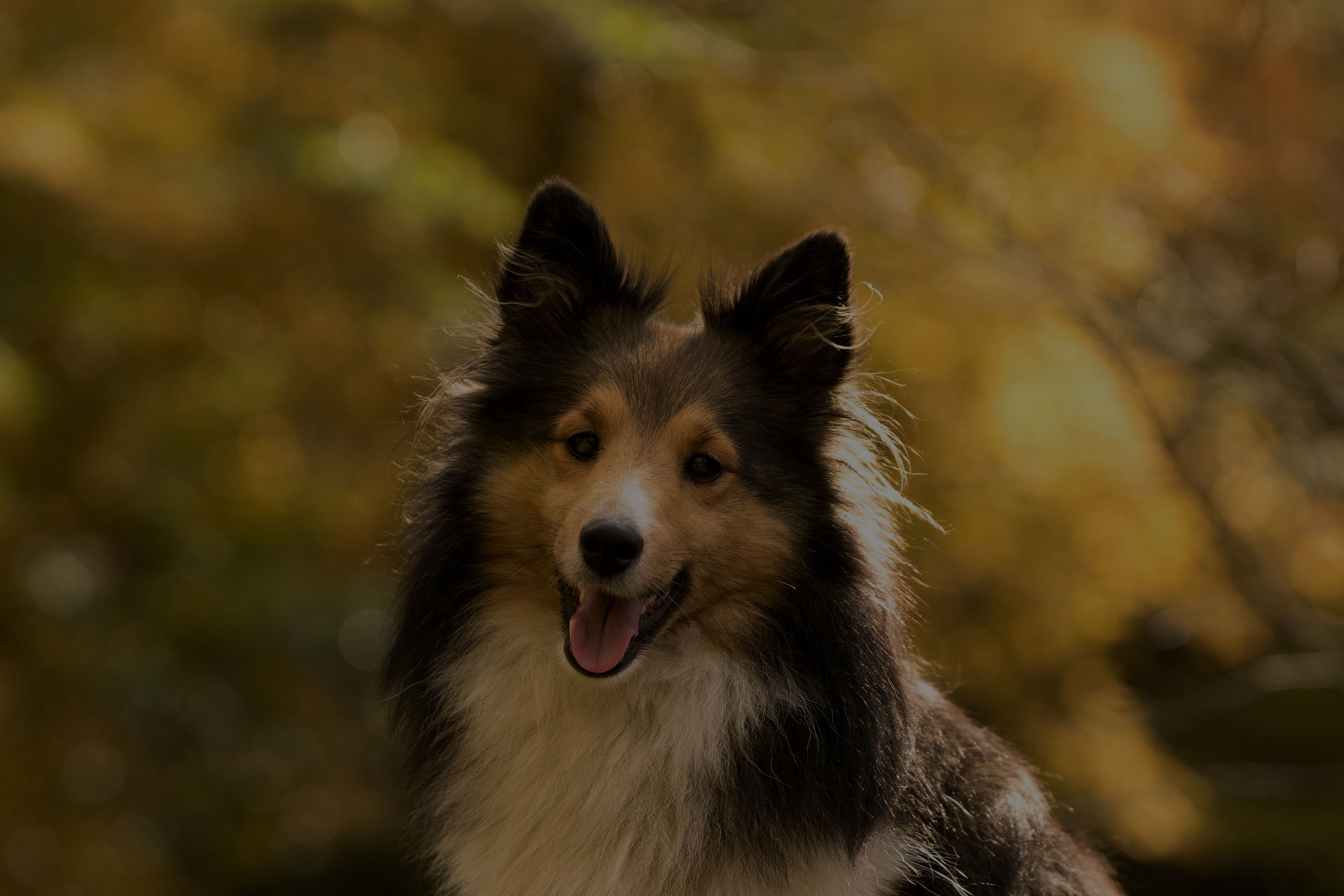 Portrait of a happy old dog at the Autumn