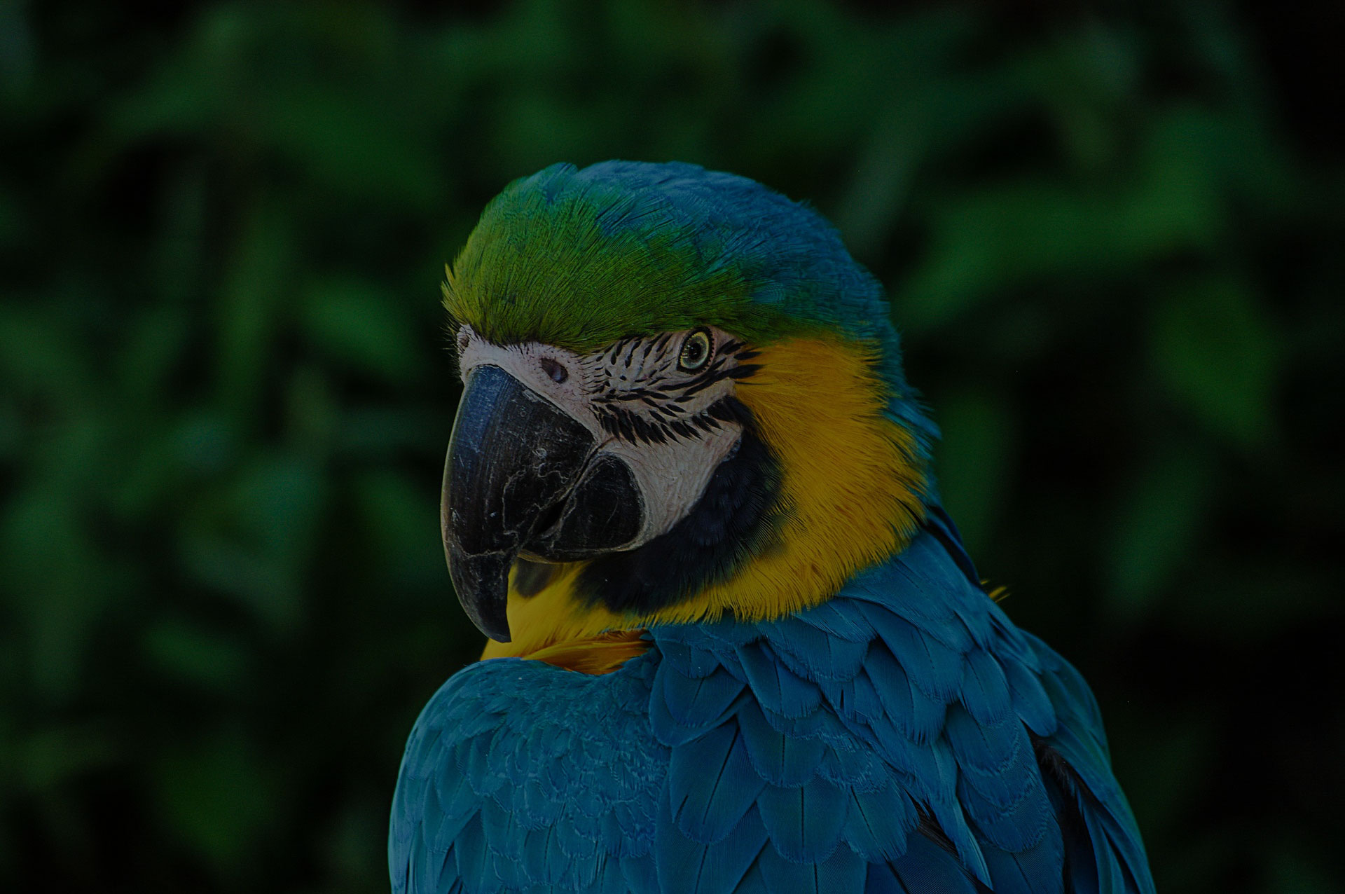 Face of a Parrot Colorful