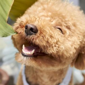 Brown cute poodle puppy in the sunny day