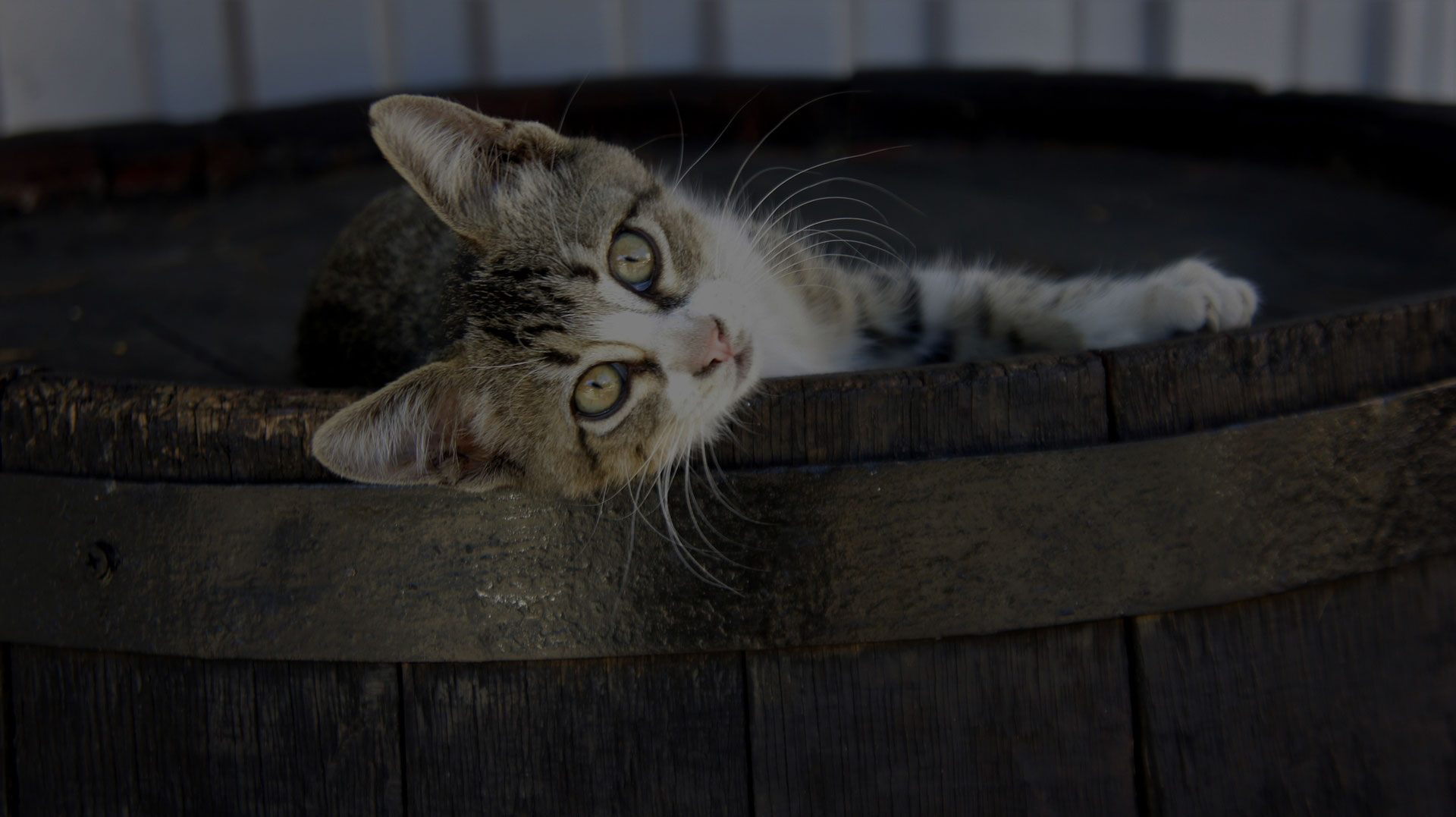 Cute little Cat laying on Wooden Barrel