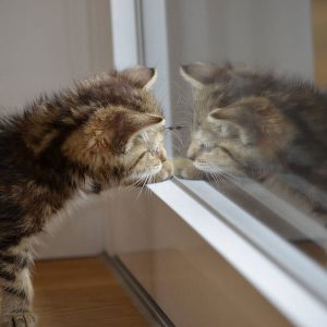 Cute cat looking at Mirror