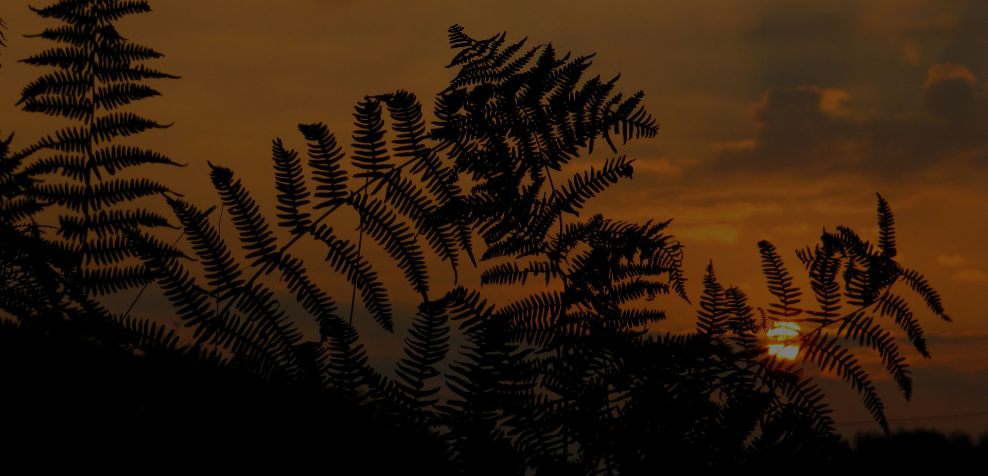 Sunset through a Morgenrot Plant