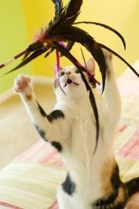A calico cat having fun with a large feather toy