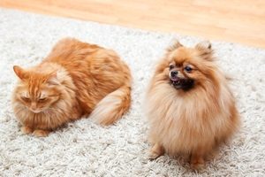 Dog and cat together on slip carpet