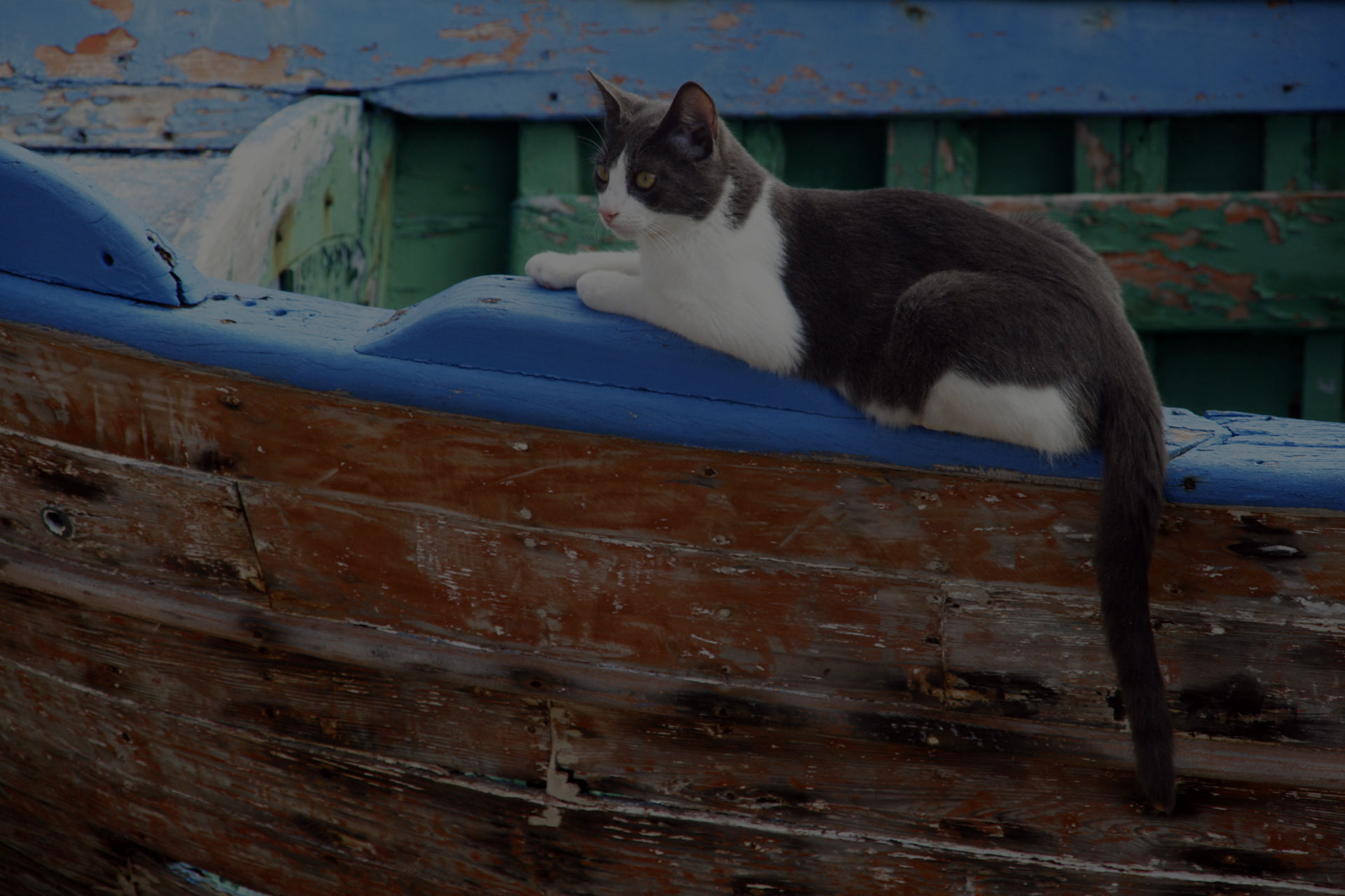 Cat lying on an old boat in Italian port